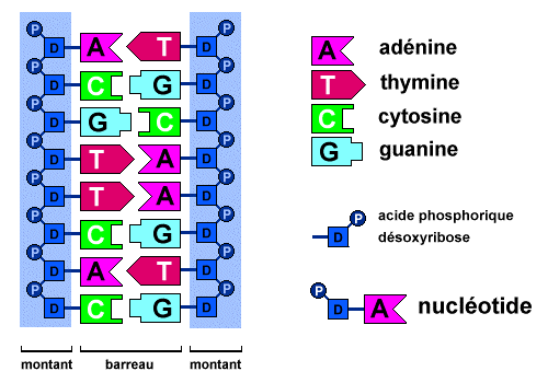 adn-et-nucl